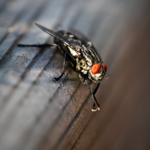 red eye fly