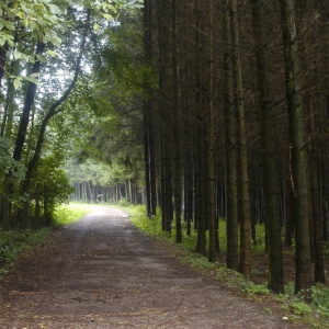 Waldweg bei Bechhofen