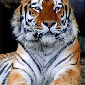 Sibirischer-Tiger