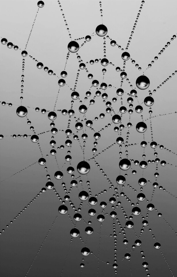 Spinnennetz