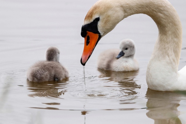 swan family