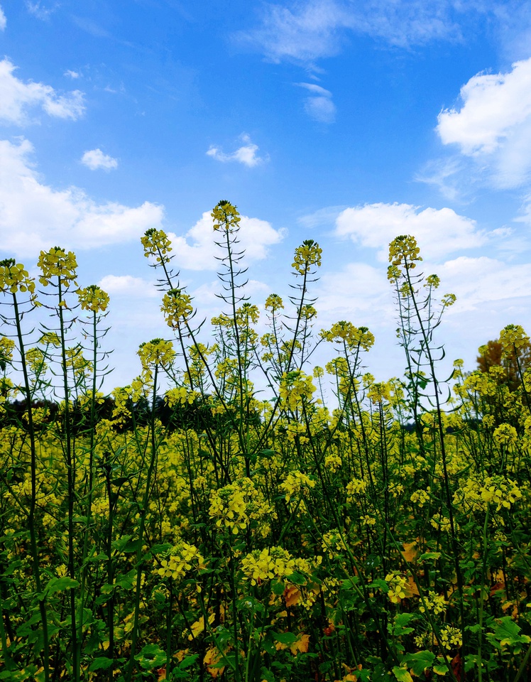 Wo Gelb und Blau sich treffen