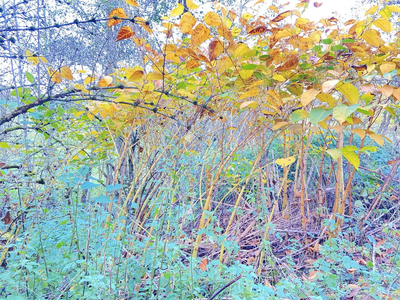 Herbst bei Schlierberg