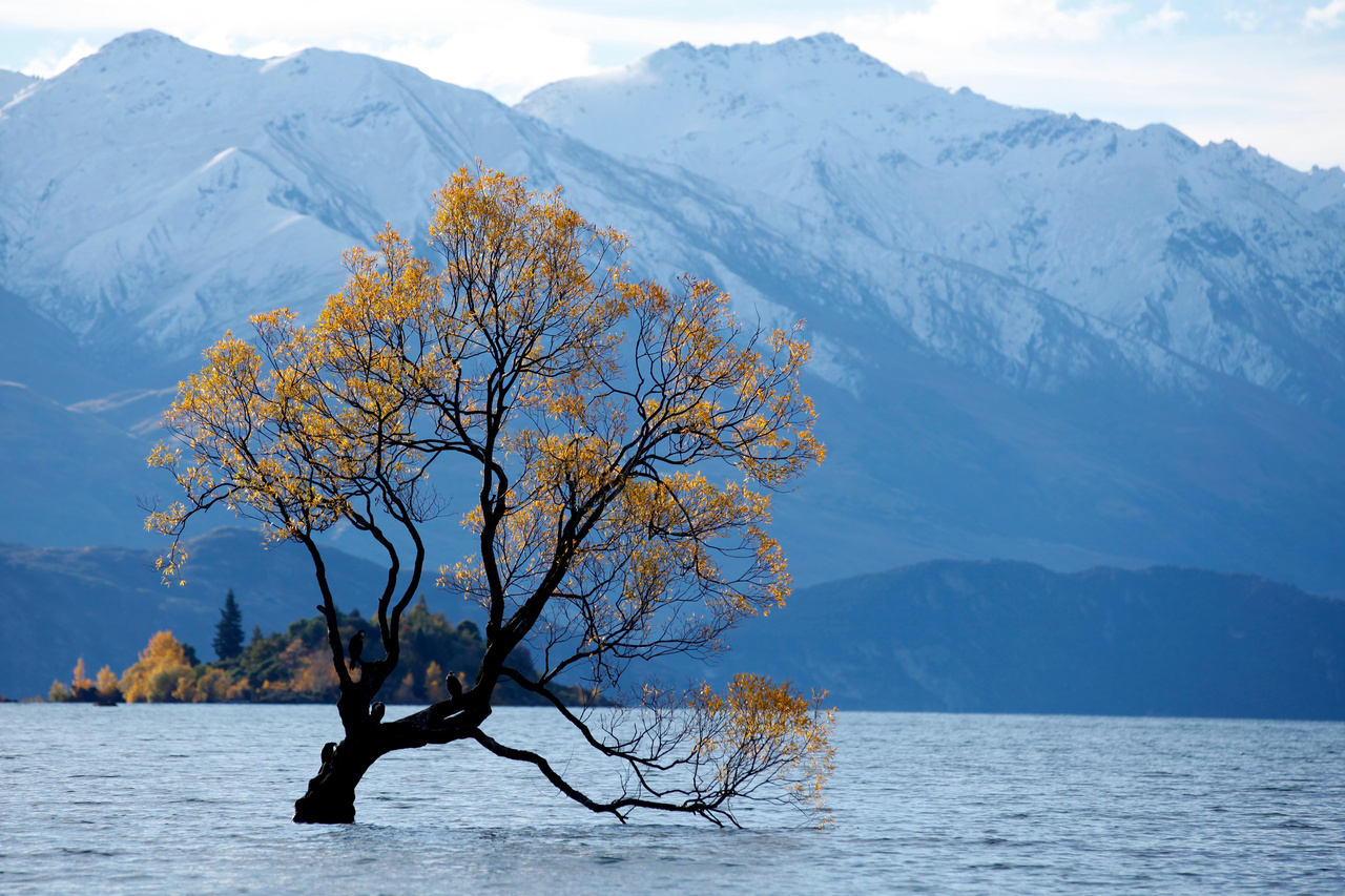 Baum am Lake Wanaka