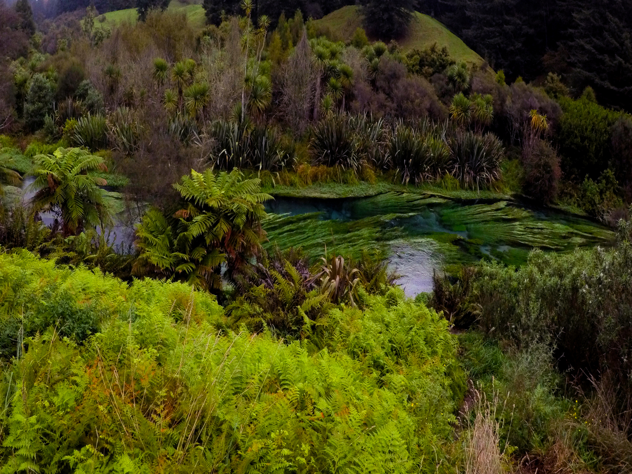Urwald in Neuseeland