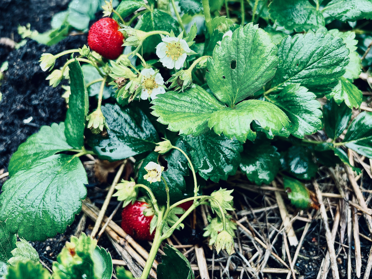 Erdbeeren