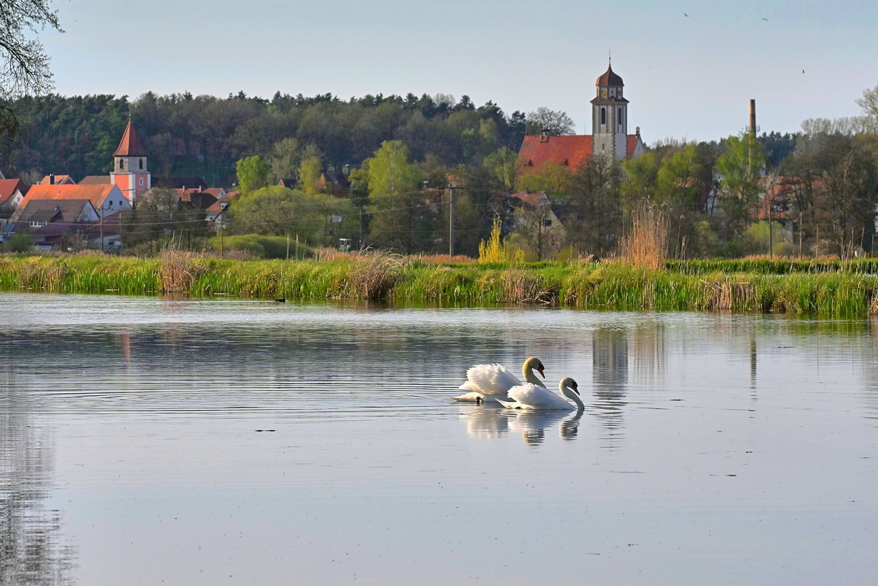 Schwanenduett vor Bechhofen