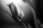 dark flower