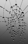 Spinnennetz