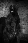 Schwarzbär