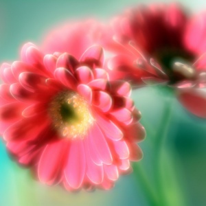 pastel flower