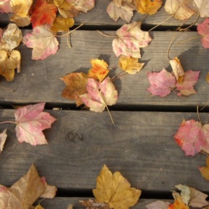Leaves Lying on a Bridge