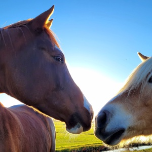 Pferde-Liebe