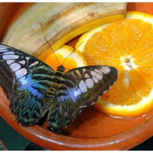 Schmetterling mit Obst